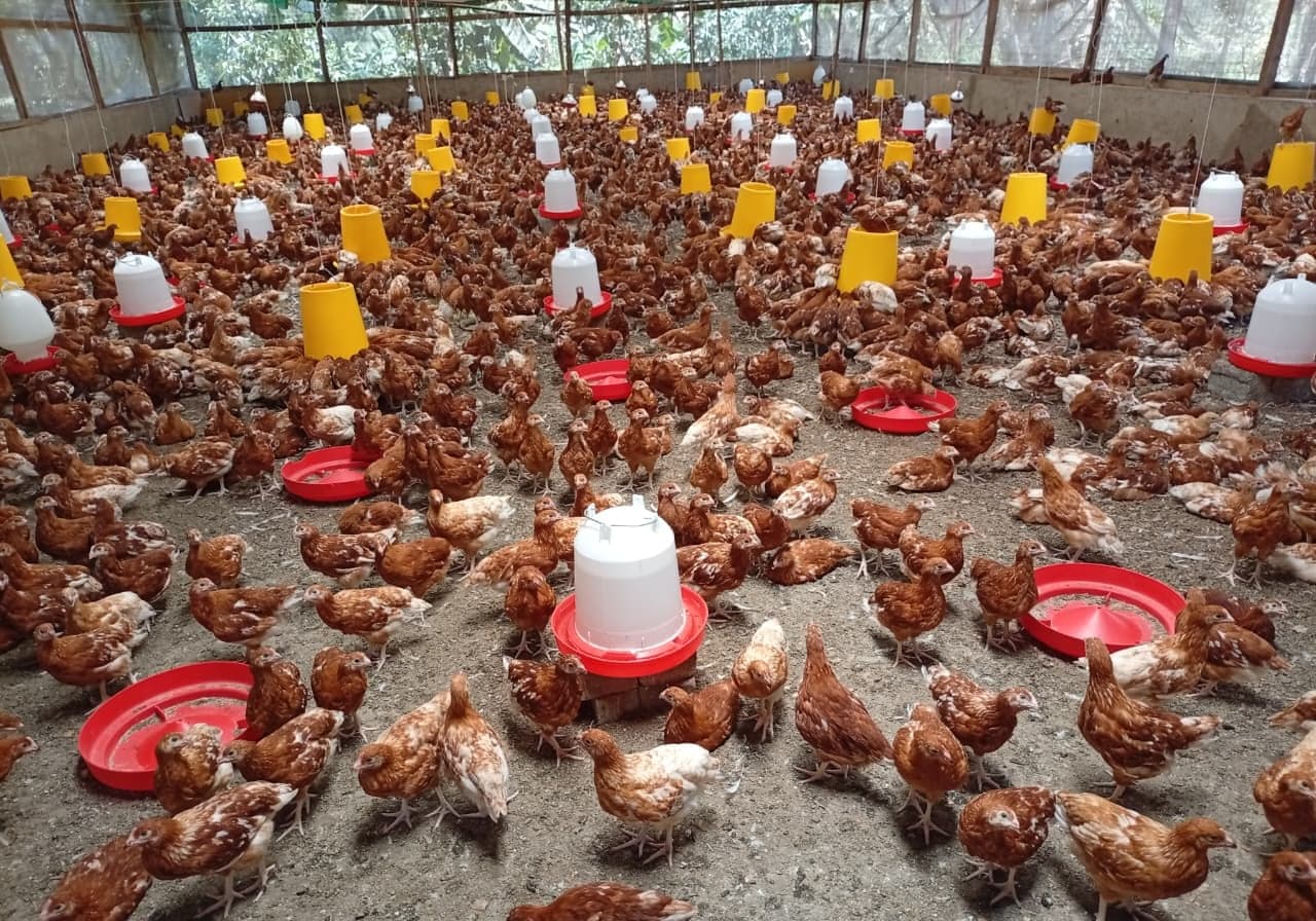 A batch of brown pullets filling the floor of a deep-litter house