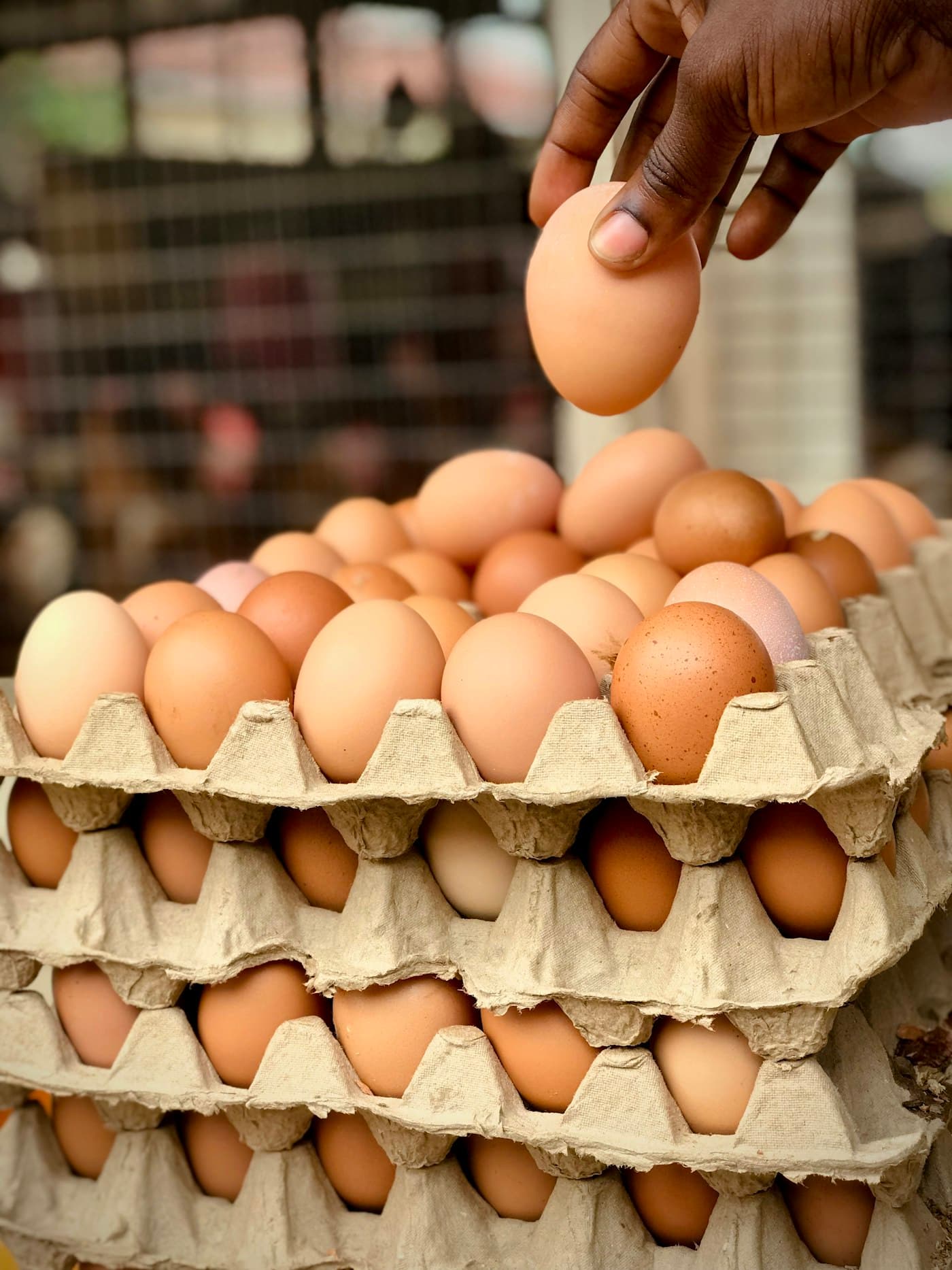 A farmer's hand lifting a brown egg from stacked collection trays
