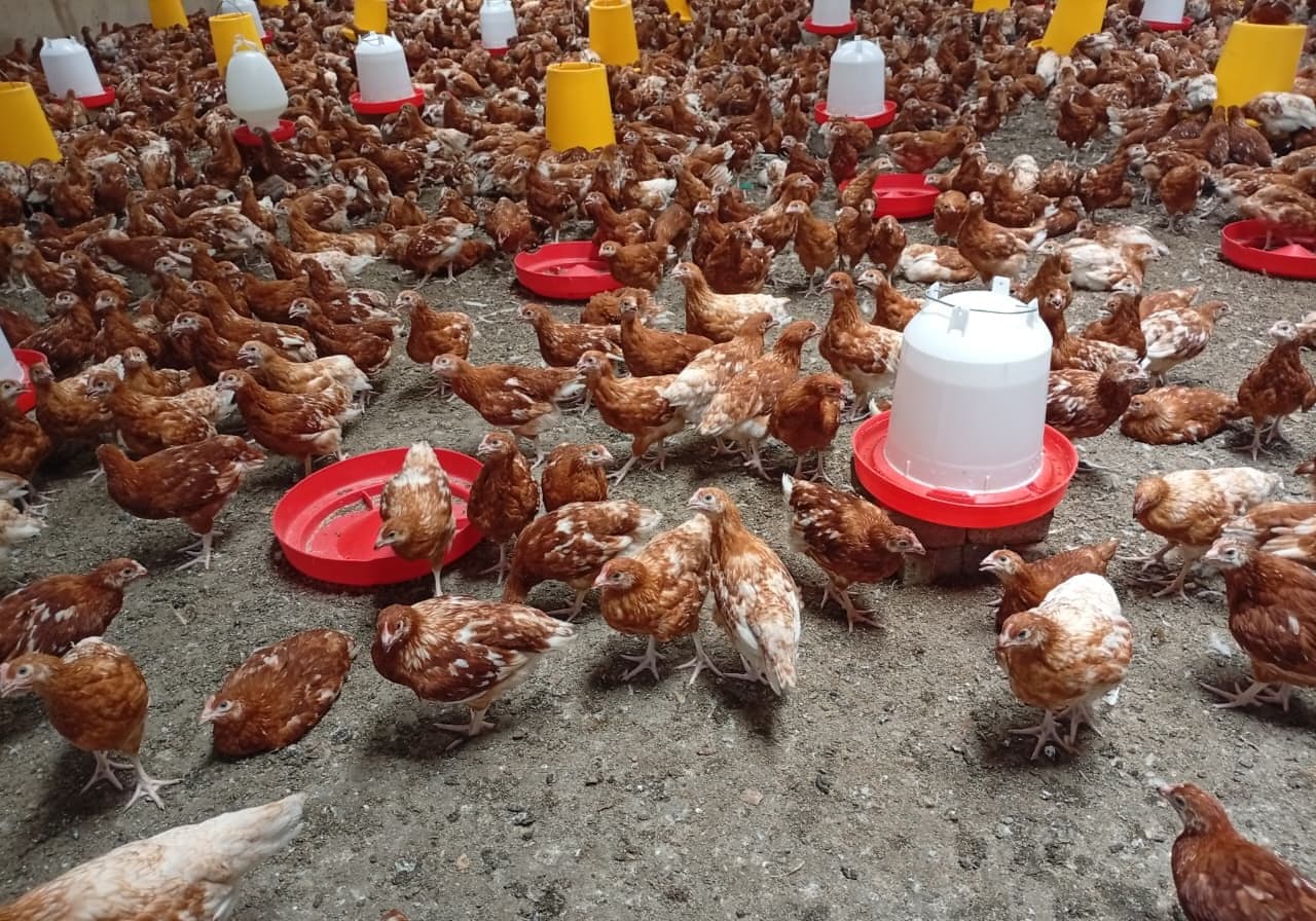 Brown pullets in close-up on deep litter, alert and in good condition