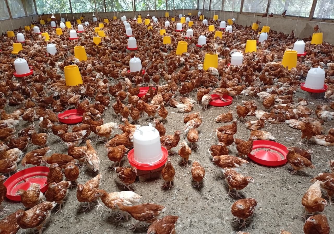 Pullets gathered around hanging feeders and drinkers on deep litter