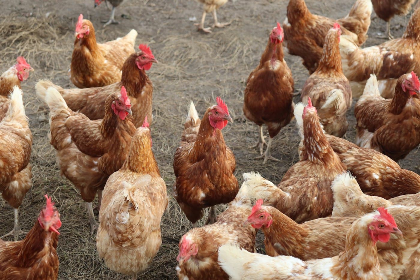 Free-range indigenous chickens foraging on open ground